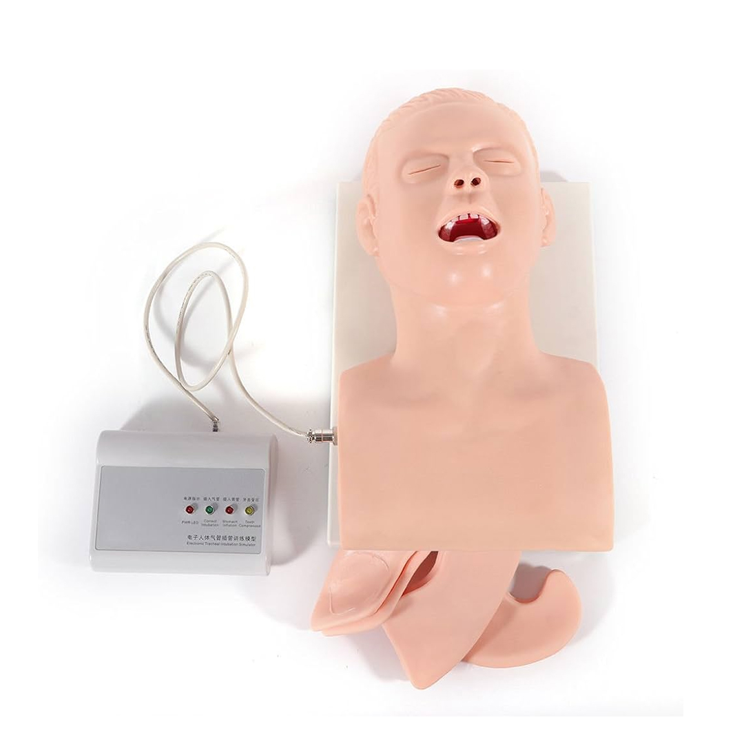 Manikin Model Nasal available in online  pharmacy qatar, doha 